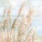 Seaside Pampas Grass Light Crop by Danhui Nai 24" x 24" Canvas Wall Art
